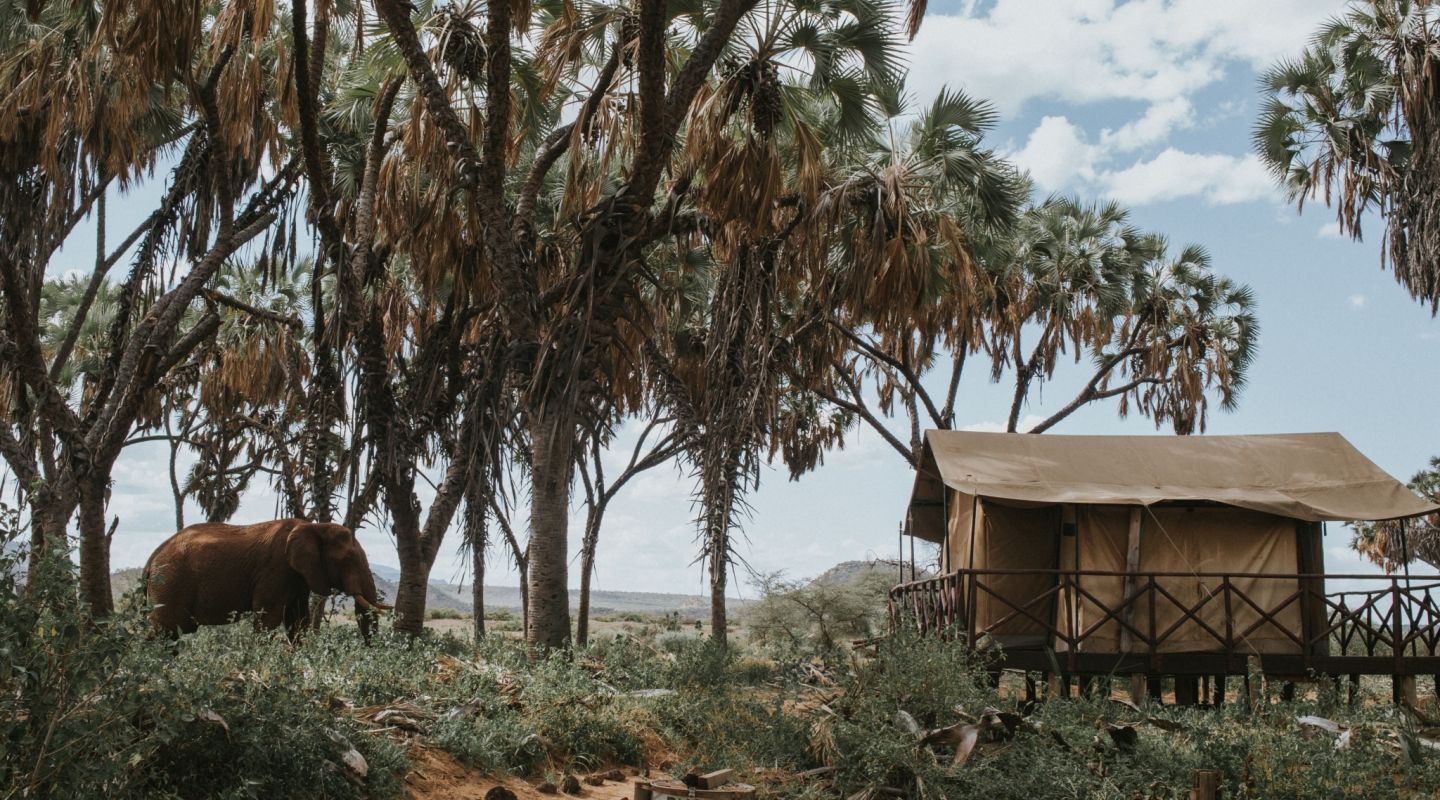 Elephant Bedroom Camp 7