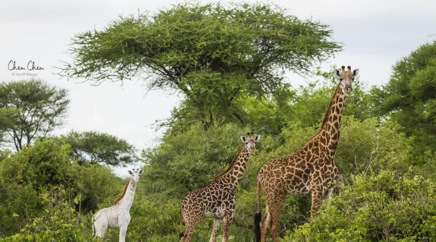 Forest Chem Chem Tanzania giraffes