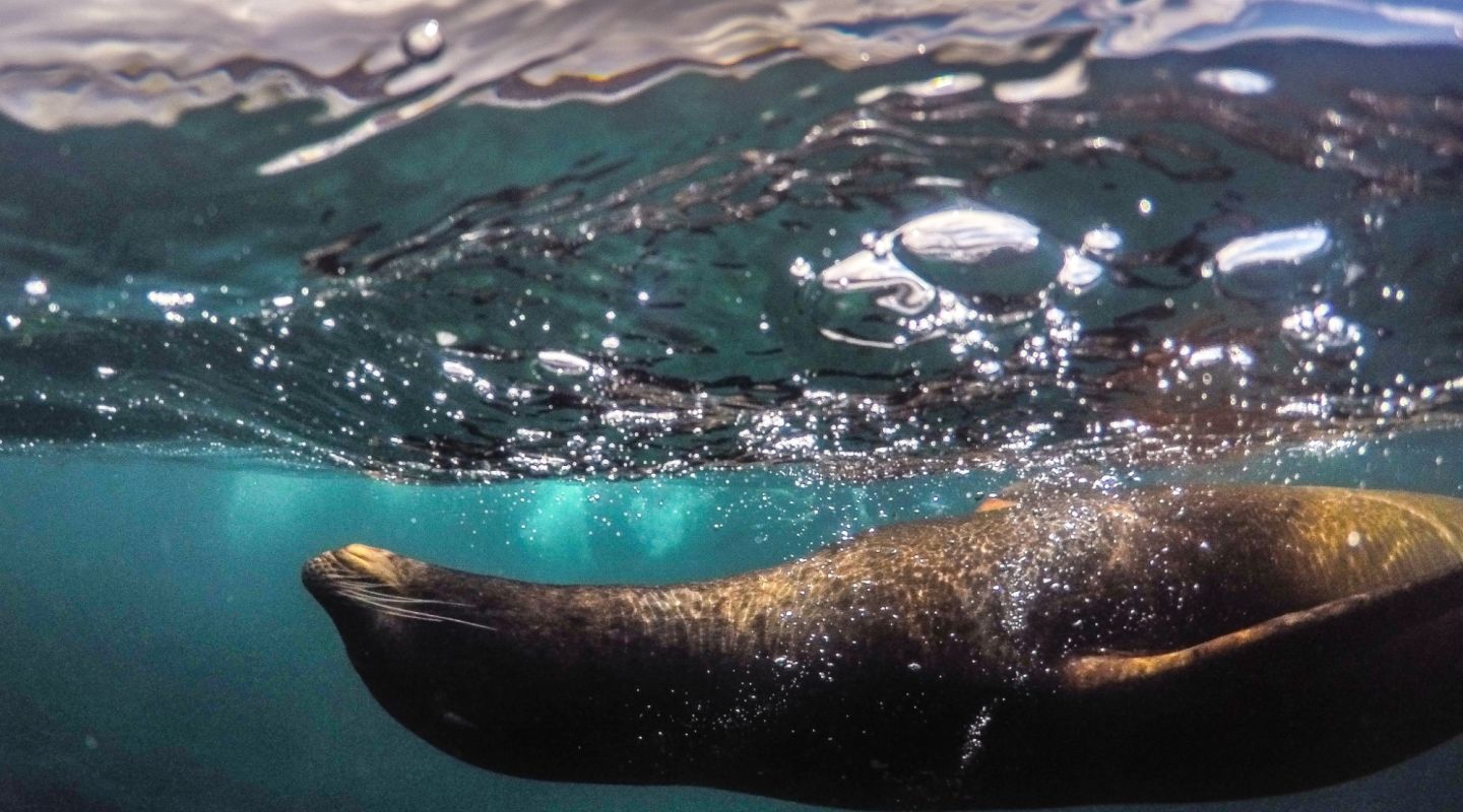 A seal underwater in the Galapagos Islands