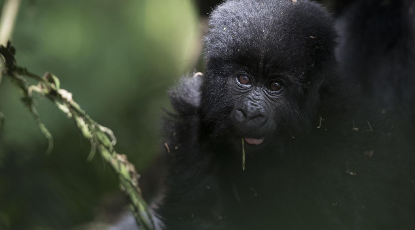 Gorilla bwindi lodge