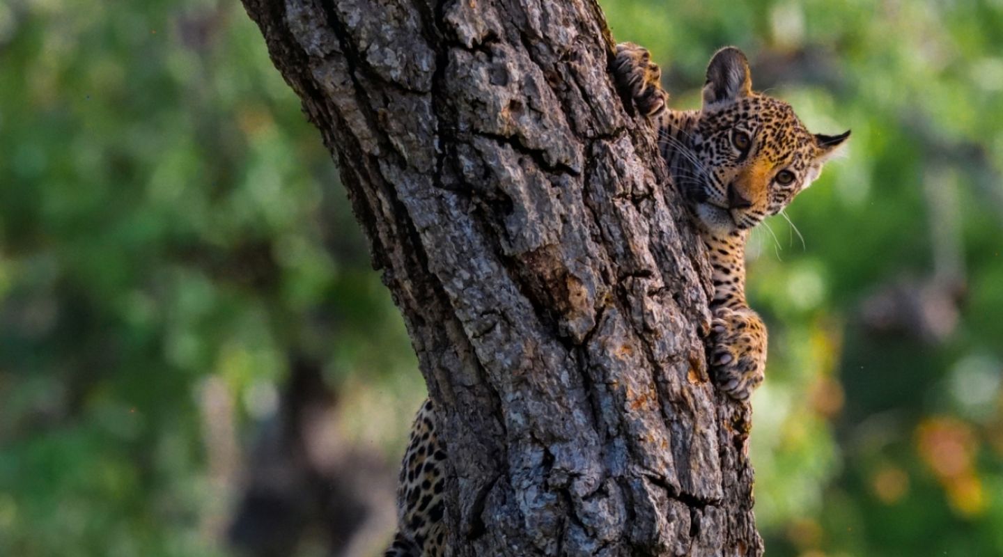 Keith Ladzinski Niarra Travel Caiman jaguar cub