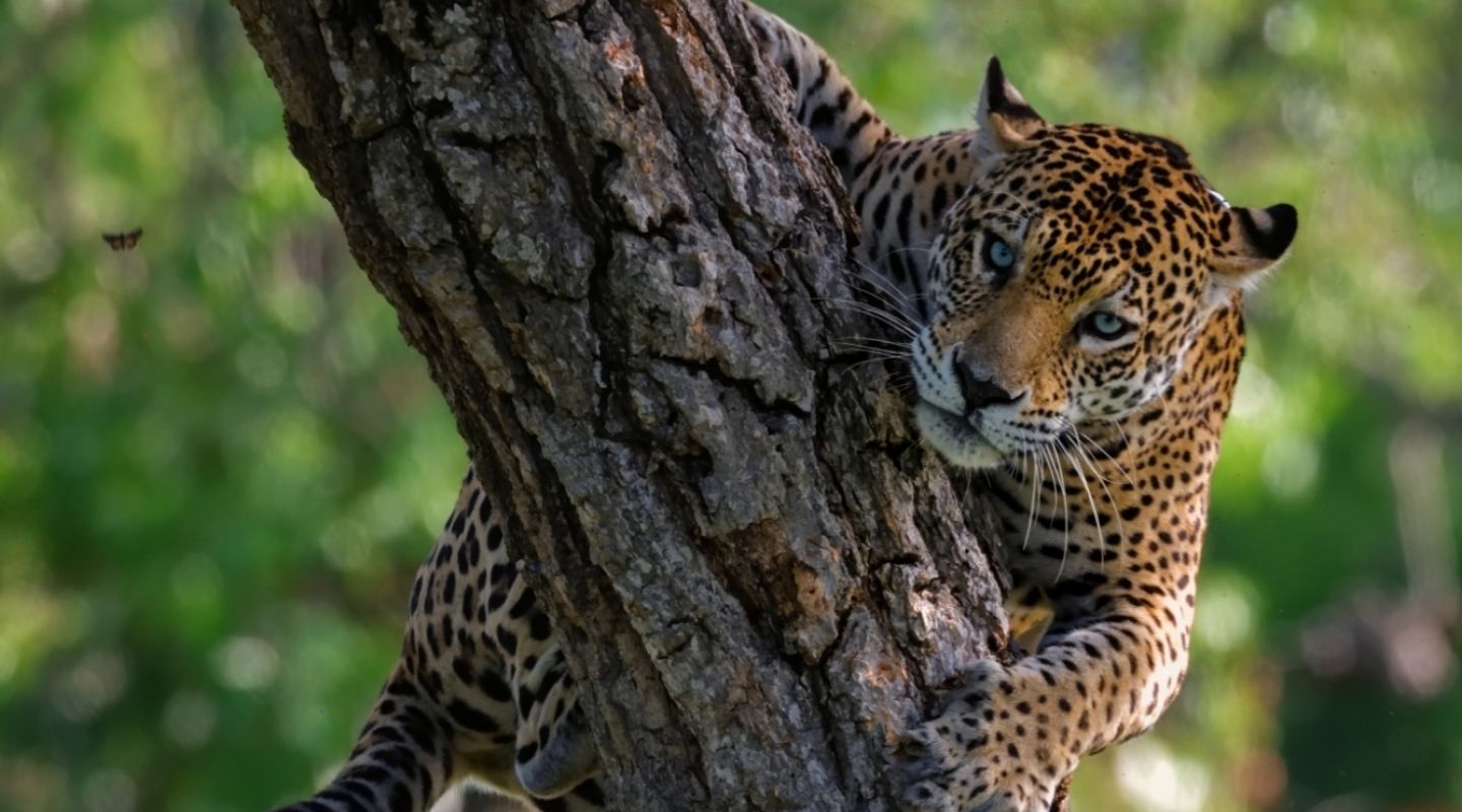 Keith Ladzinski Niarra Travel Pantanal-Caiman-Ecological-Refuge-Brazil-Jaguar