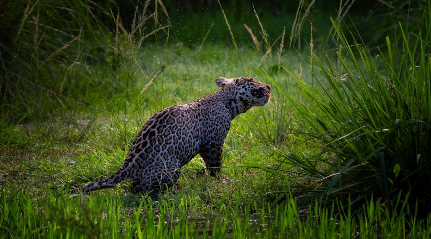Keith Ladzinski for Niarra Travel Caiman Refuge jaguar 3