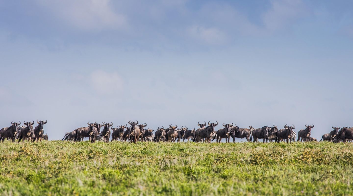 Legendary Migrational Camp serengeti