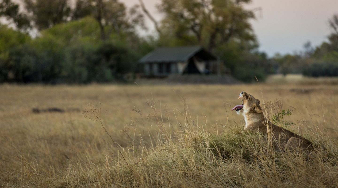 Little Machaba Okavango Delta 1