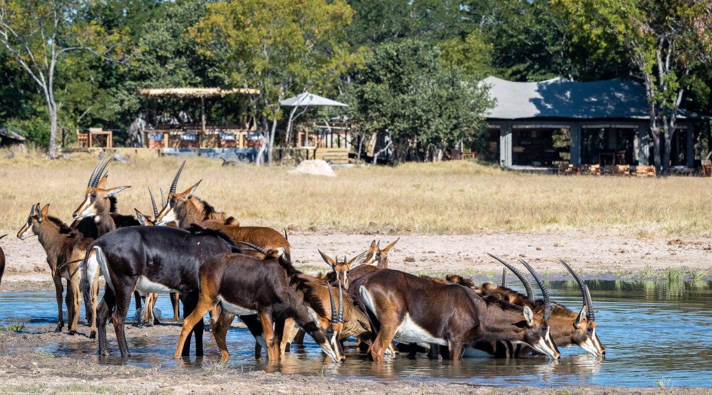 Little Makalolo Hwange17