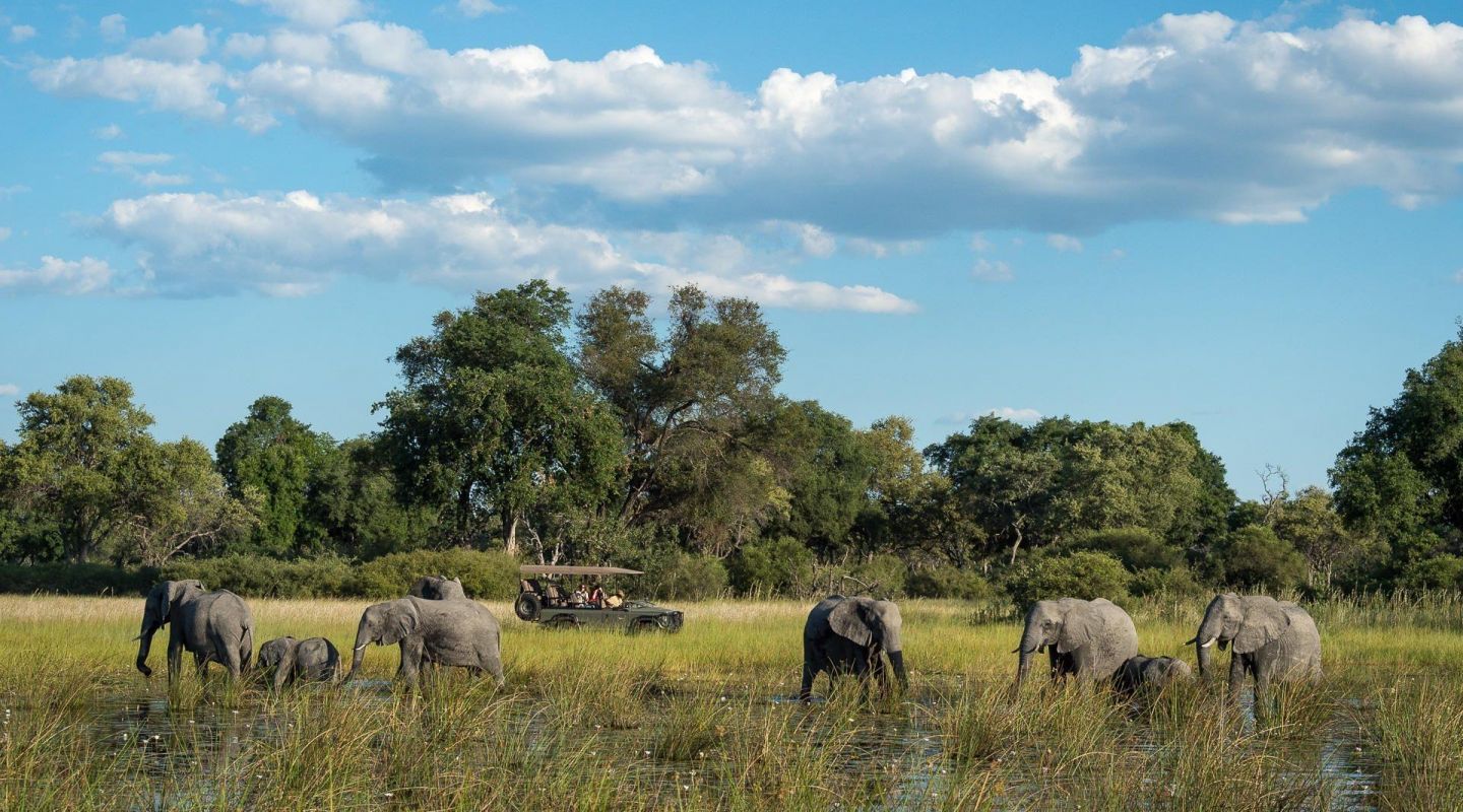 Little Vumbura game drive elephants