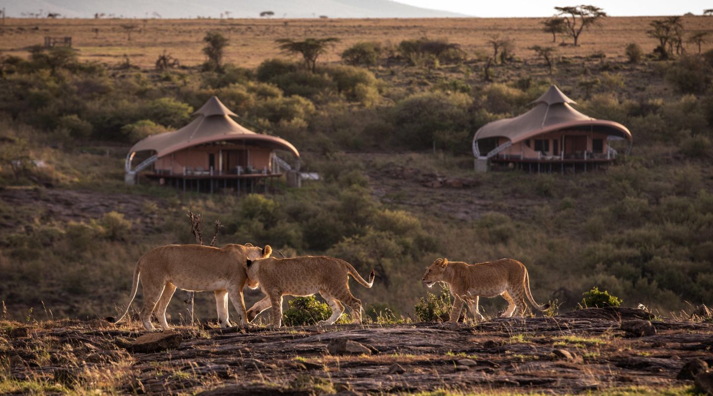 Mahali Mzuri Mara lions