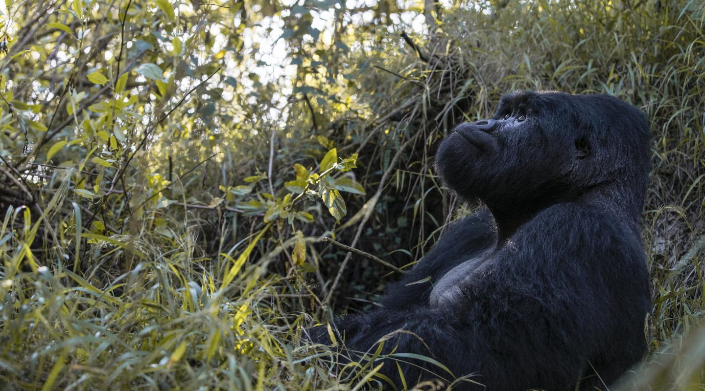 Mount Gahinga Lodge Uganda8