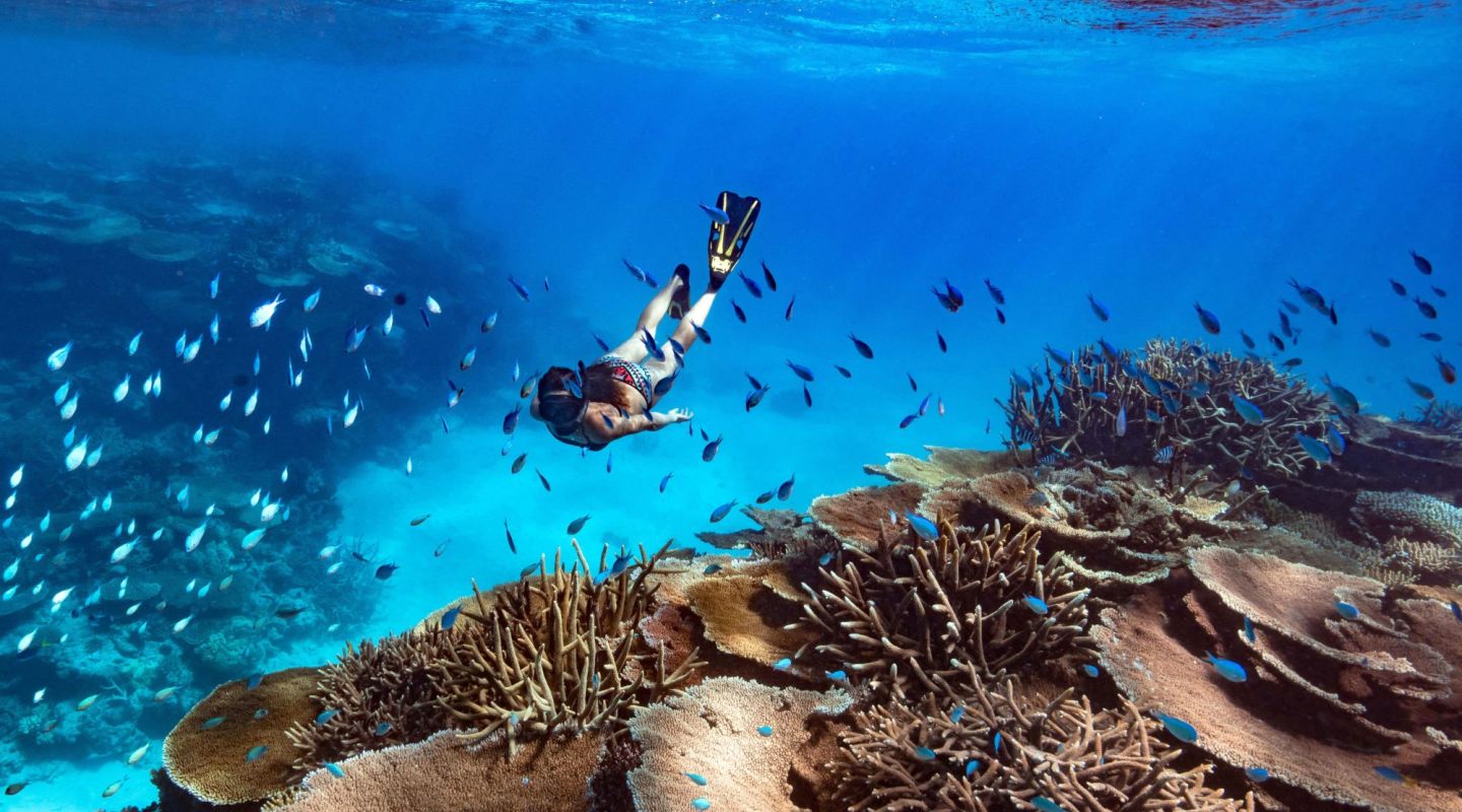 Orpheus Island21