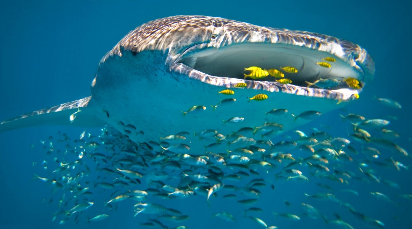 Sal Salis Ningaloo Reef Australia 18