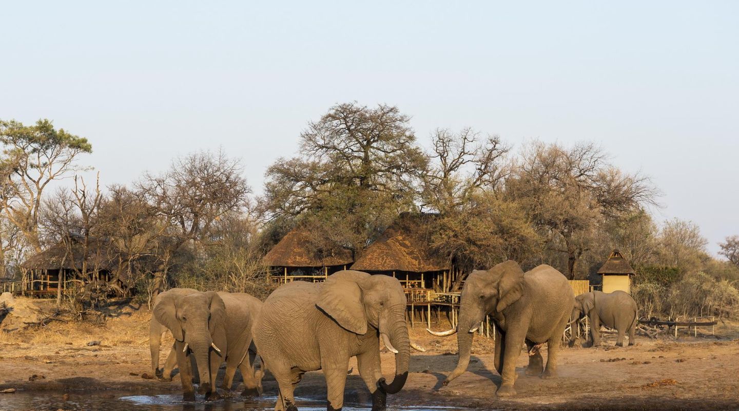 Savuti Camp