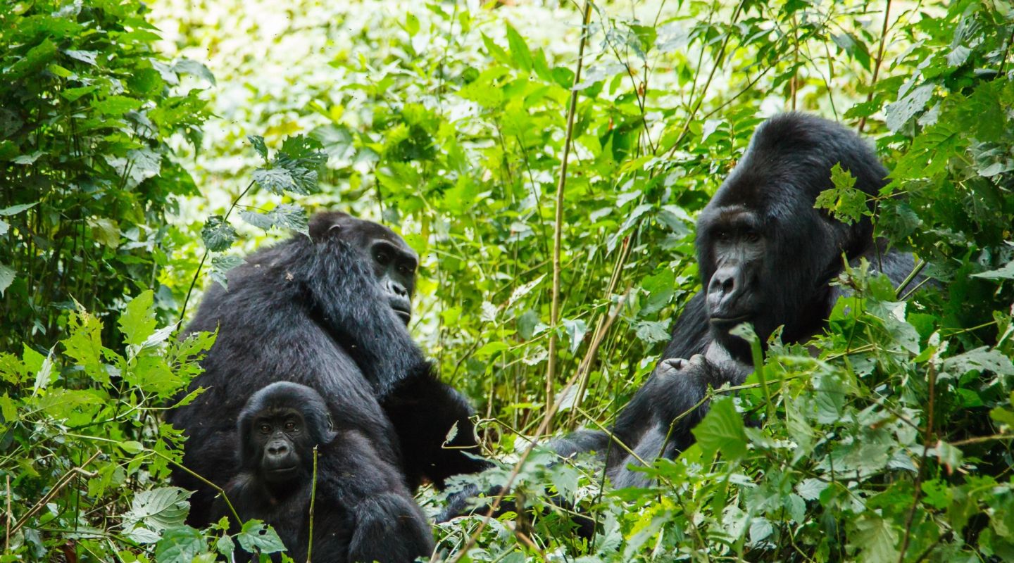 Singita Kwitonda Rwanda Gorilla Trekking 13