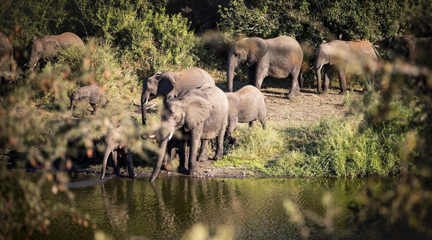 Singita Lebombo elephants