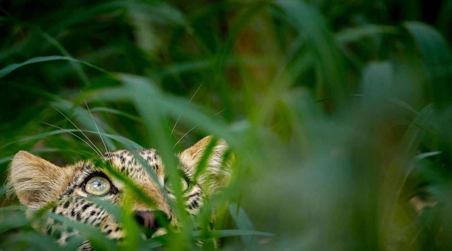 Tanda Tula Wildlife Leopard in the bush
