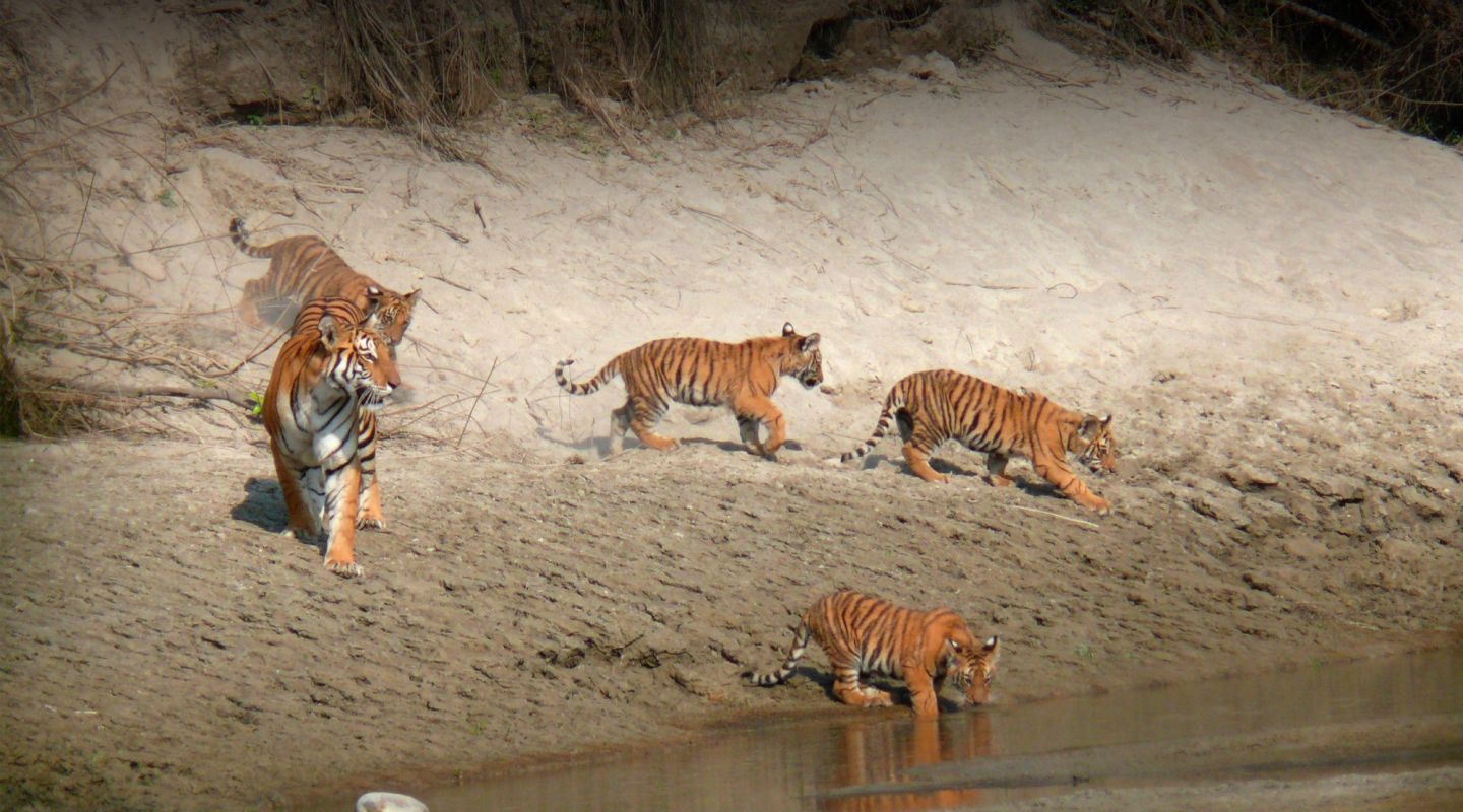 Tigertops tigers chitwan HERO