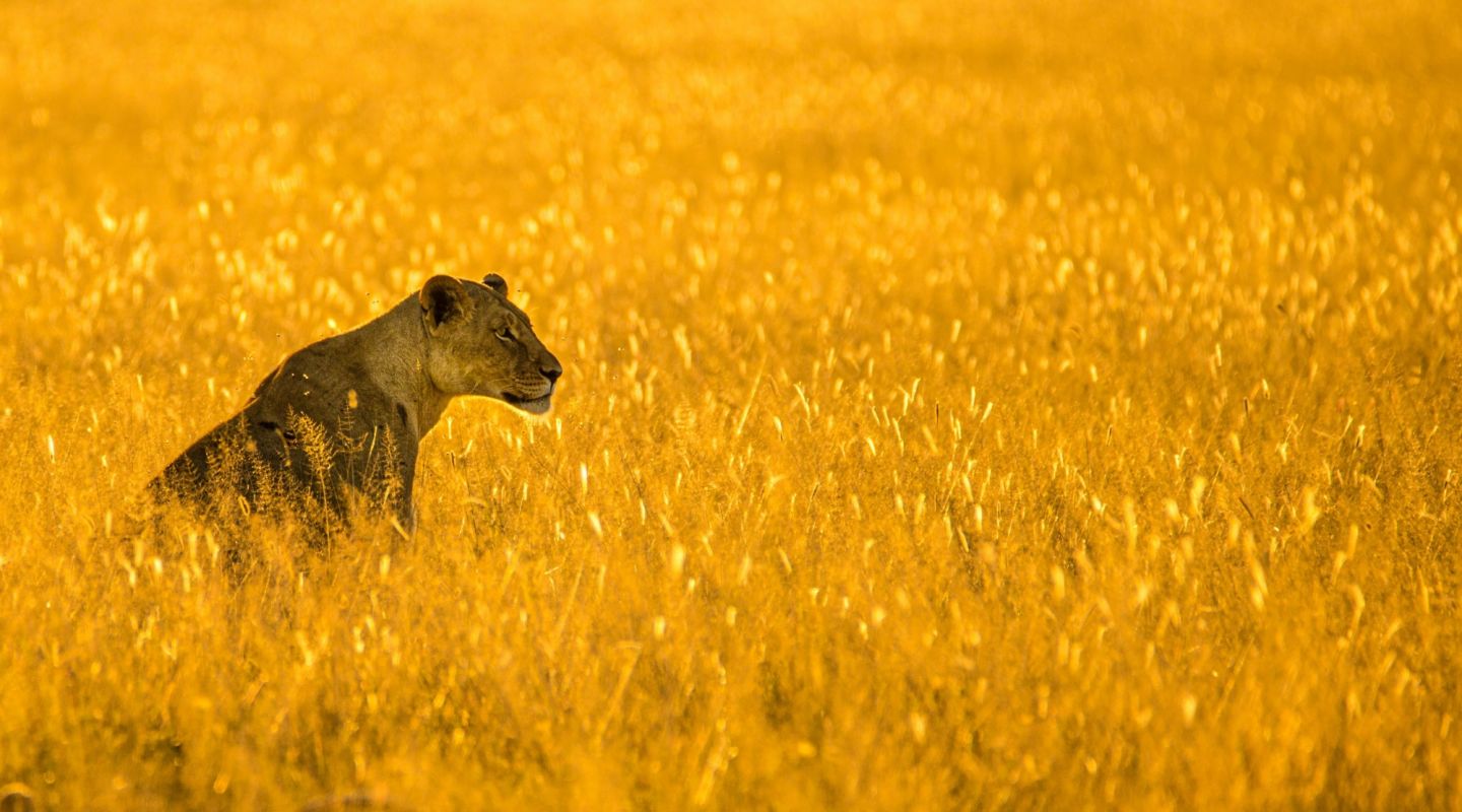 Birger strahl lion botswana unsplash