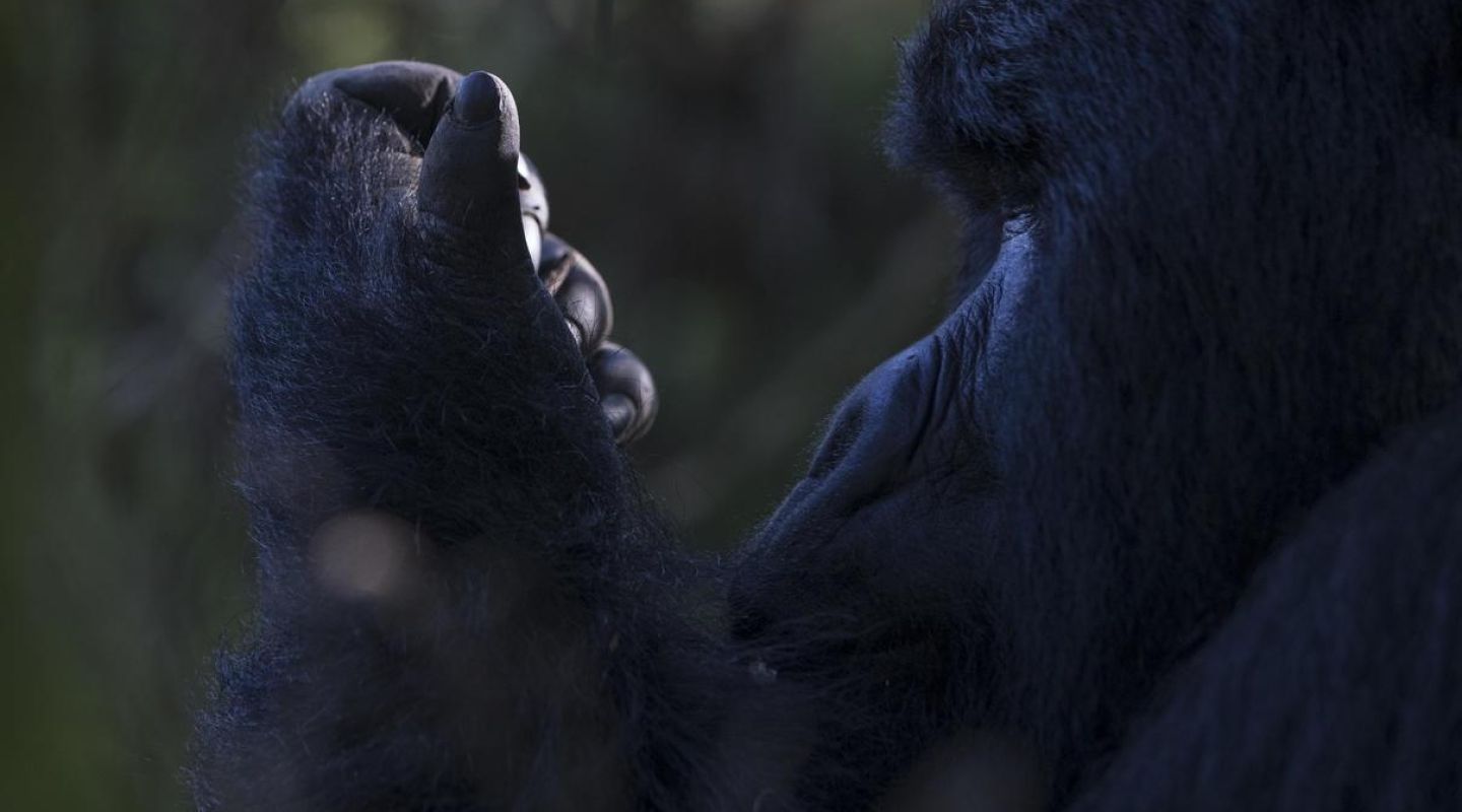 Bwindi lodge gorilla hand