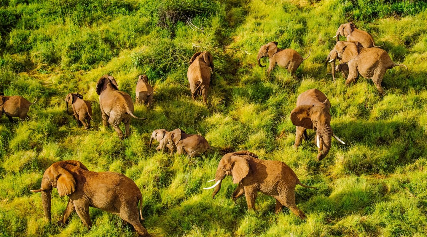 Sarara elephants