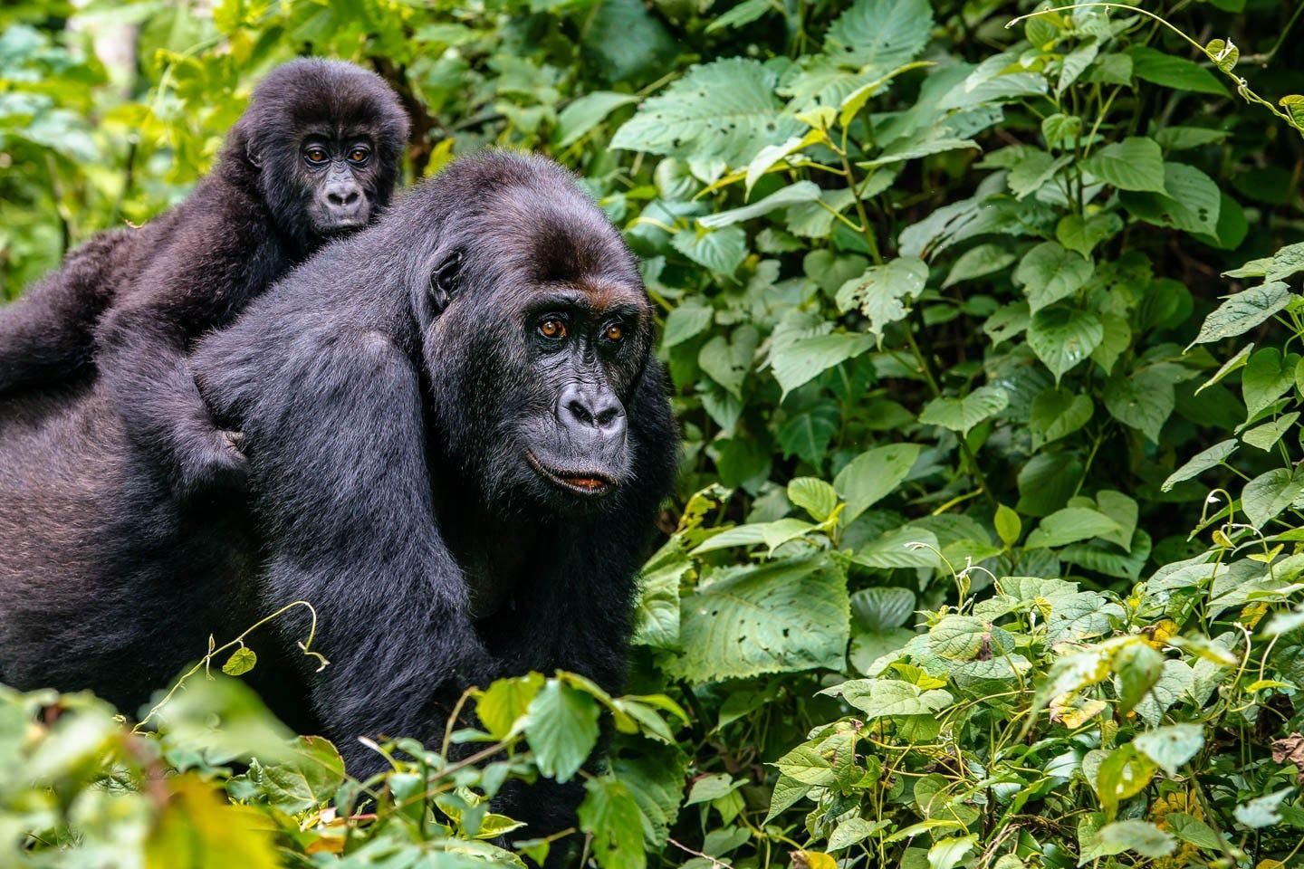 Gorilla DRC