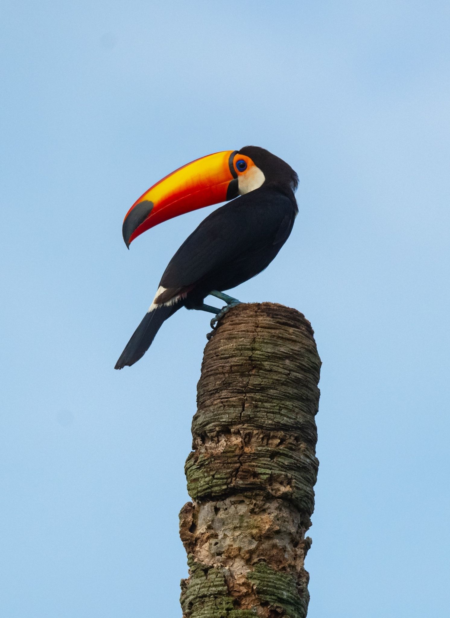 Keith Ladzinski Niarra Travel toucan brazil