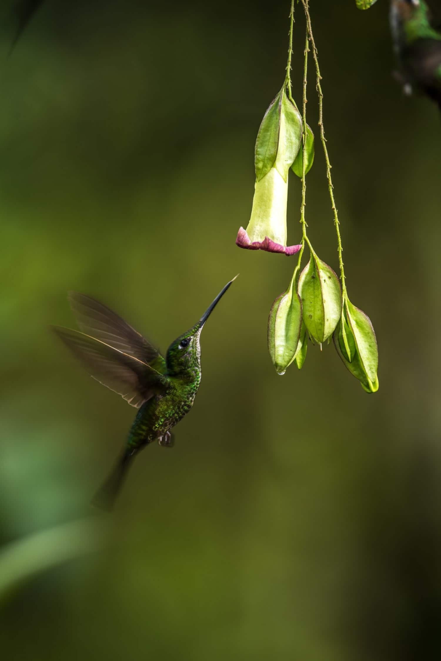 Mashpilodge hummingbird lrg copy