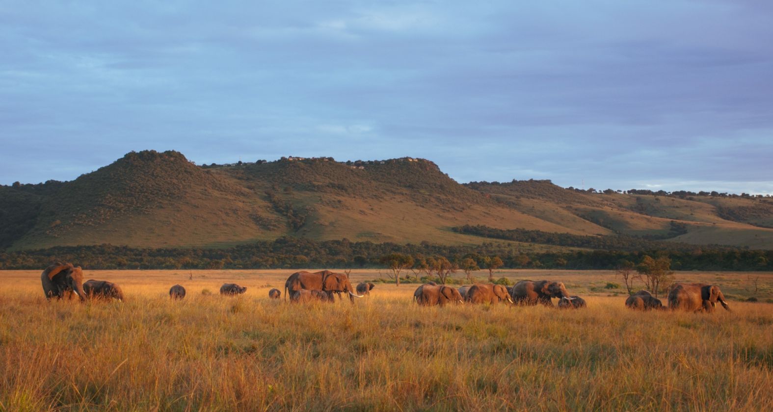 Angama Mara elephants 1
