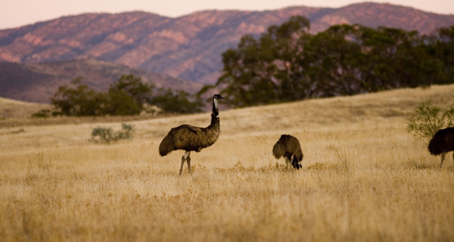 Arkaba Australia 31