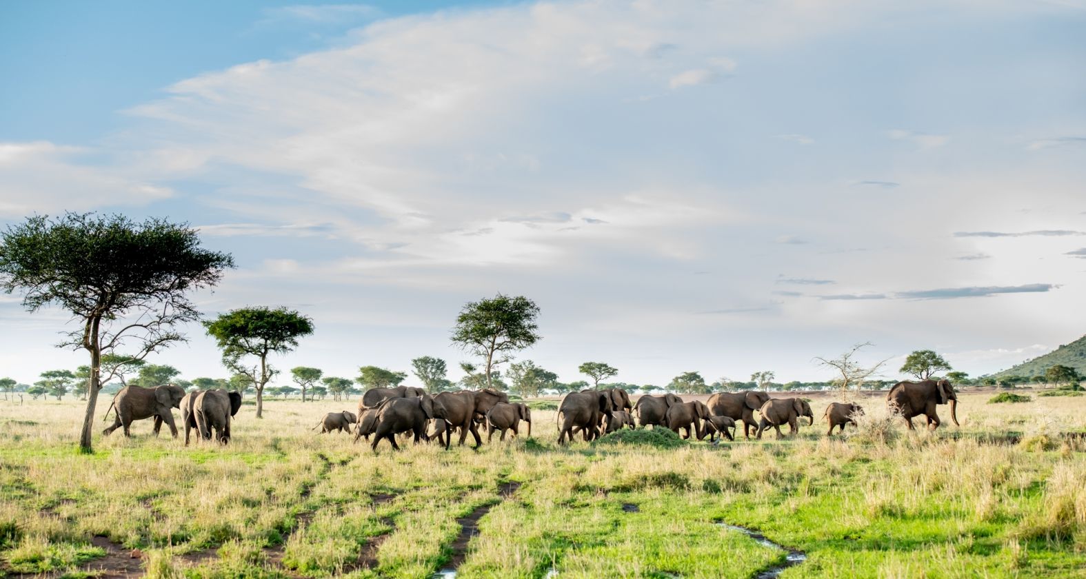 Elephant Singita Grumeti Reserve Ross Couper 2