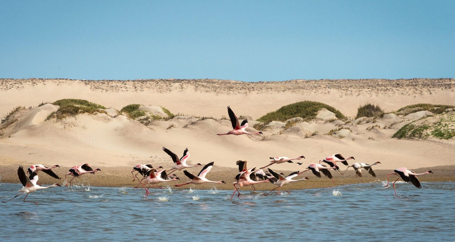 Hoanib Skeleton Coast Camp flamingos