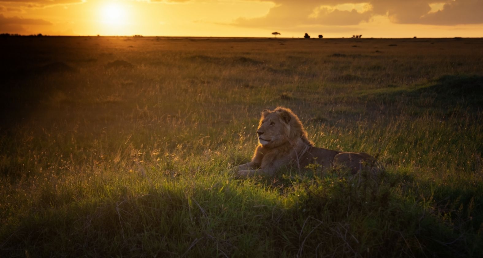 Niarra Travel Keith Ladzinski Lion Maasa Mara Kenya