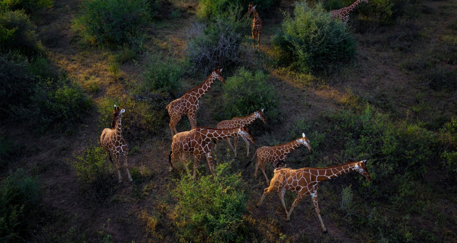 Sarara Northern Kenya 3