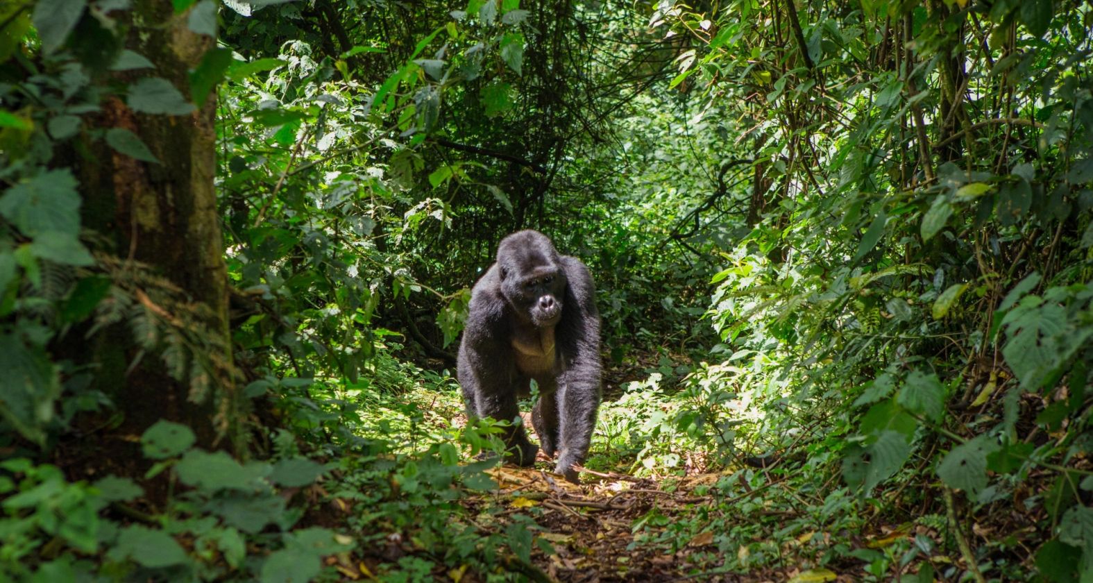 Singita Kwitonda Rwanda Gorilla Trekking 14