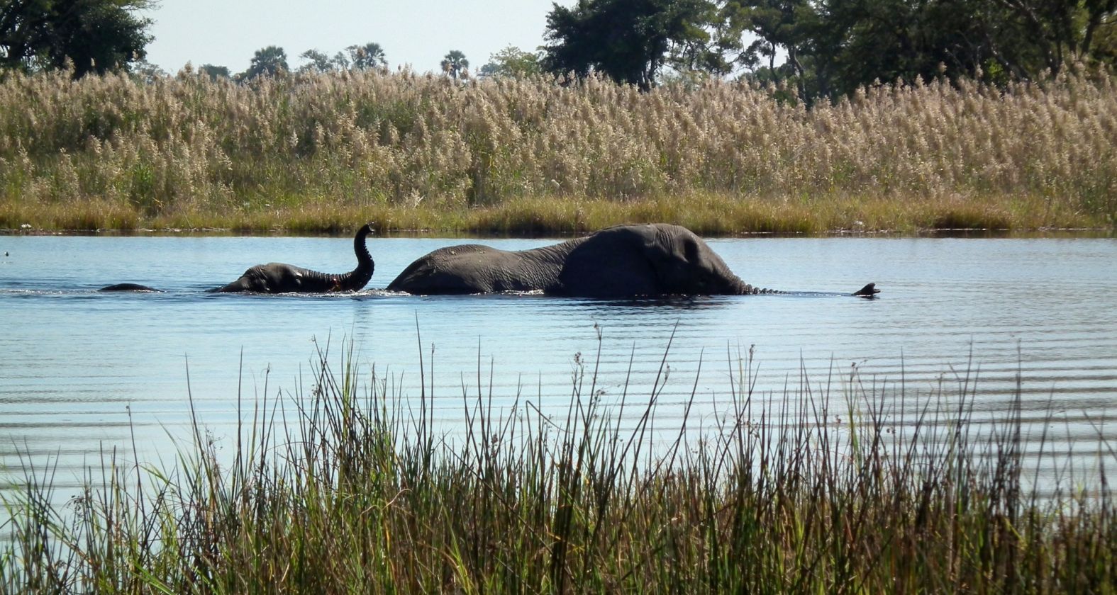 Colin watts okavango elephants unsplash 1