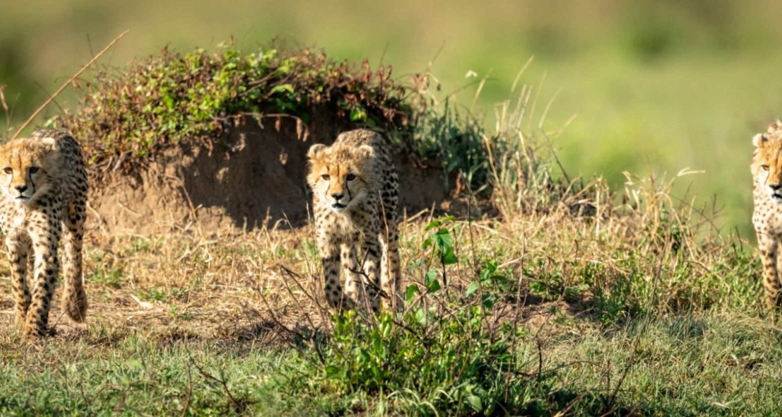 Cottars 1920s cheetahs 2