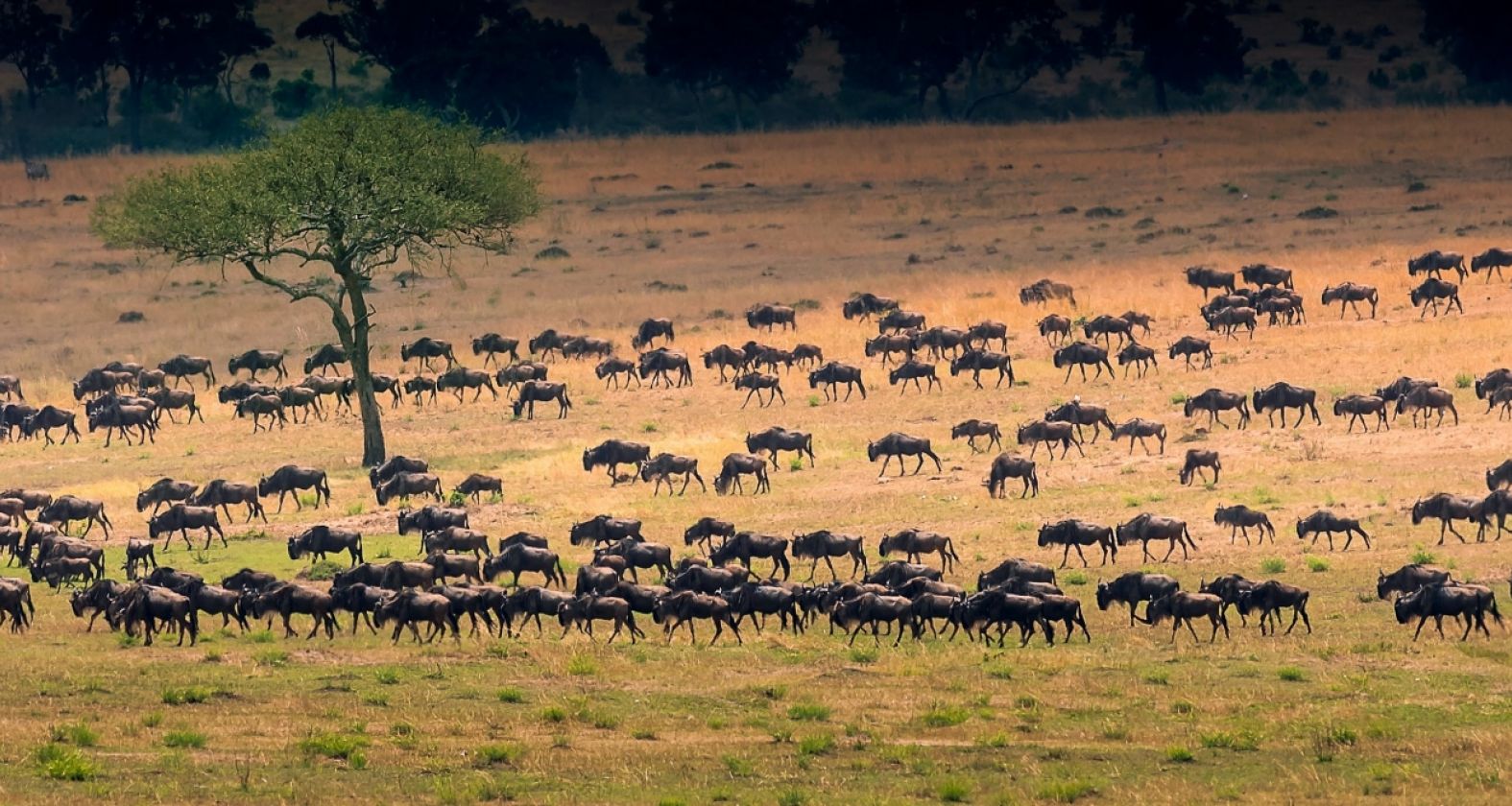Hu chen serengeti migration unsplash