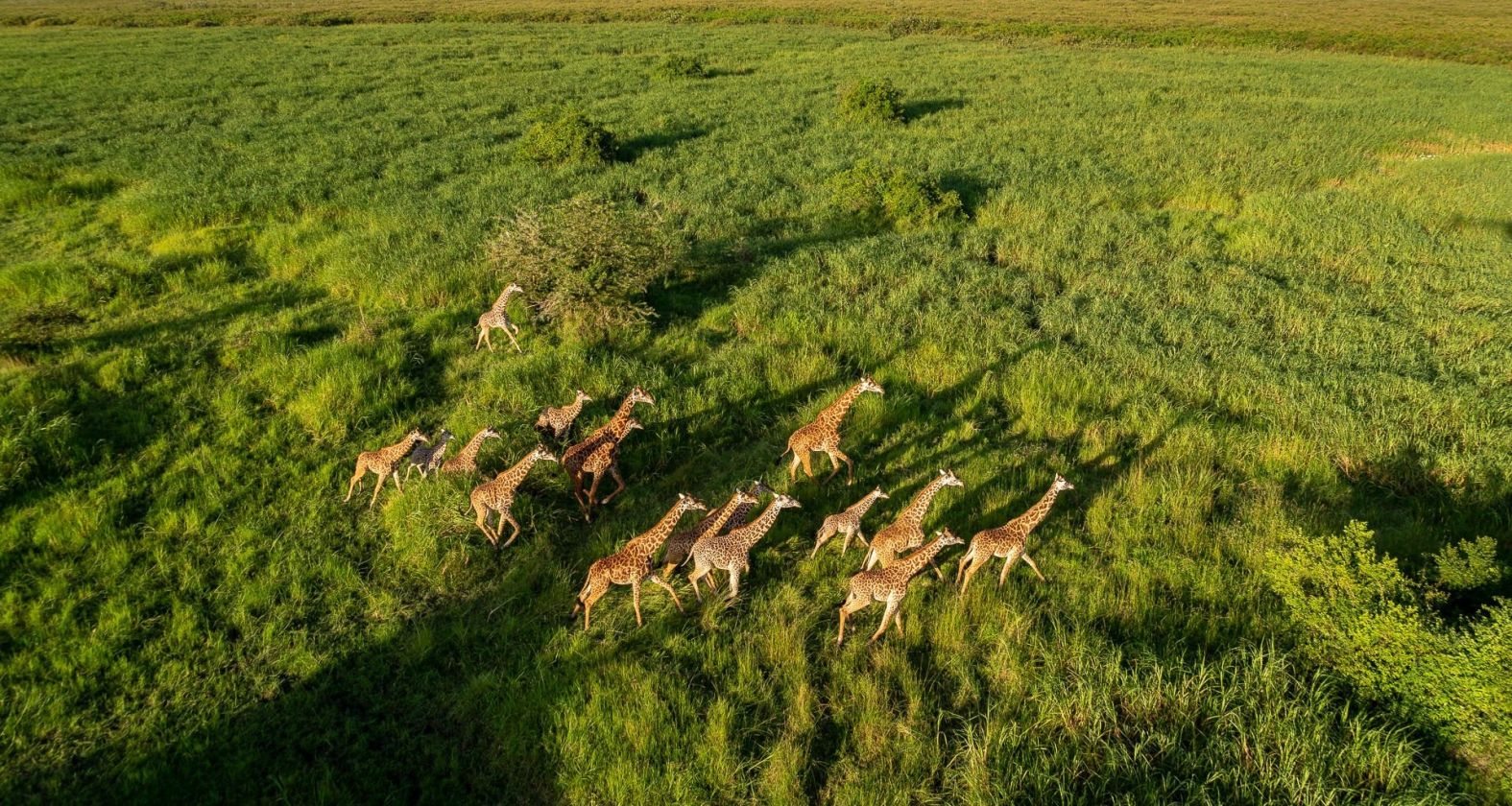 Magashi giraffes