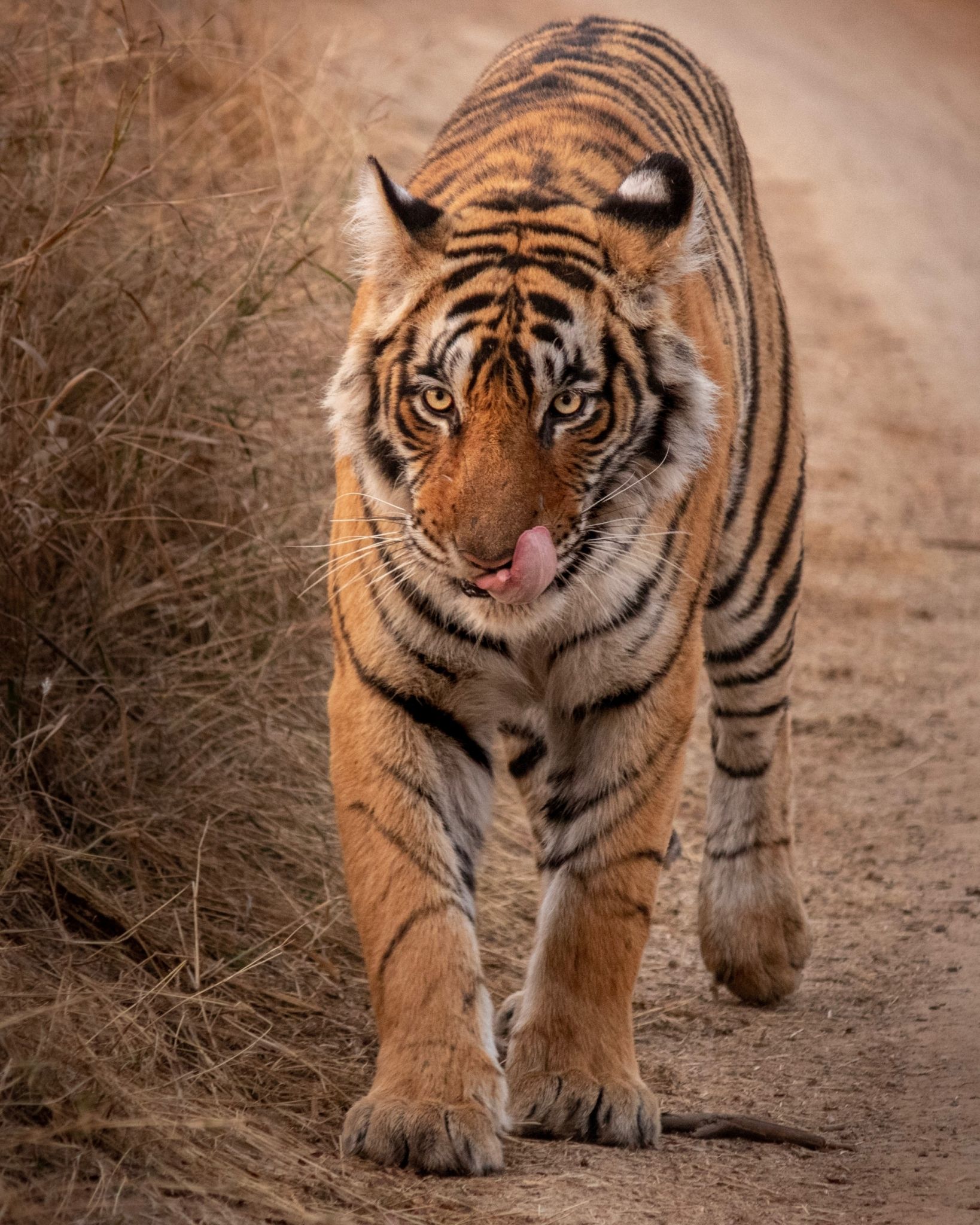 Kartik iyer ranthambore tiger unsplash