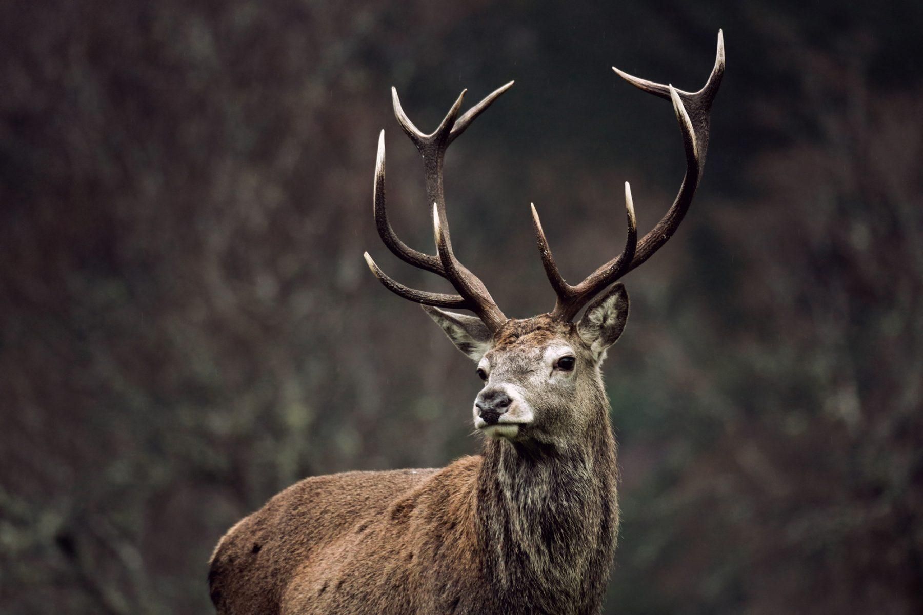 Alladale stag