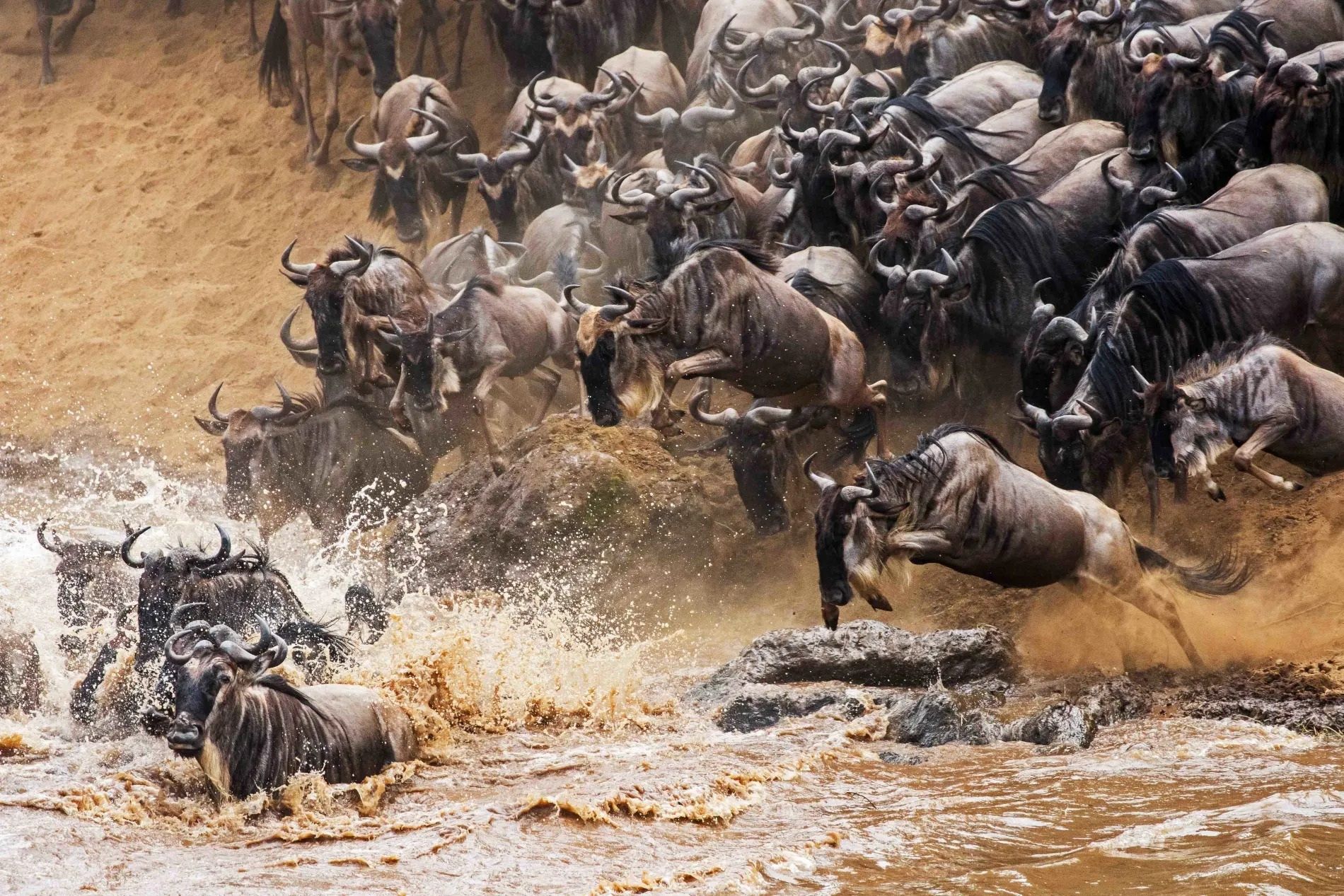 Angama mara wildebeest migration