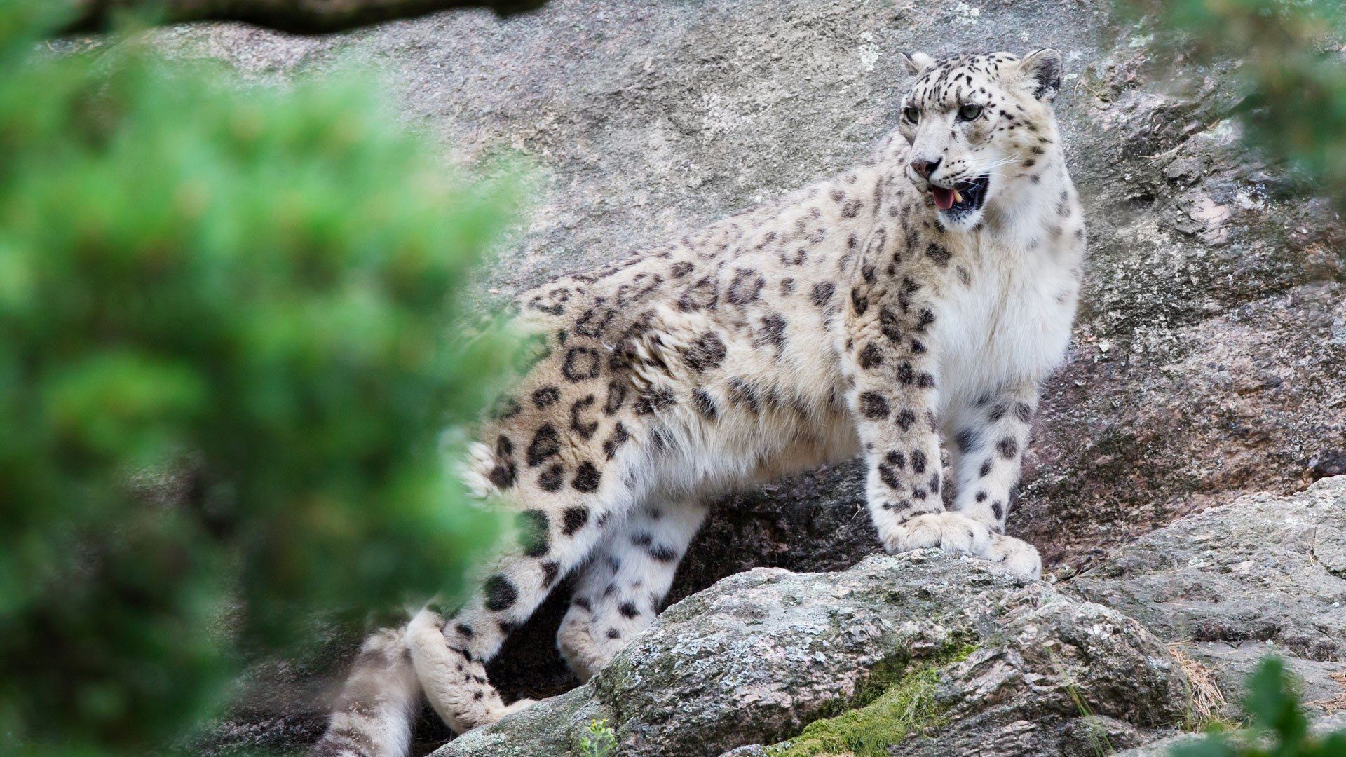 Snow Leopard tracking