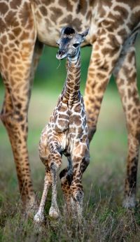 Giraffe Singita Grumeti Reserve Ross Couper 1