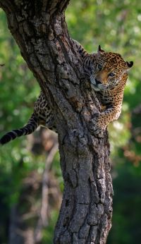 Keith Ladzinski Niarra Travel Pantanal-Caiman-Ecological-Refuge-Brazil-Jaguar
