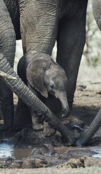 Lewa House elephants