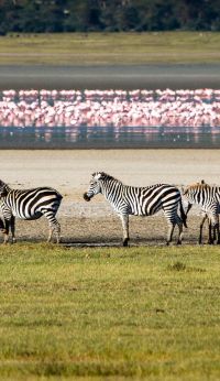 Ngorongoro Crater Gibbs Farm Tanzania 22