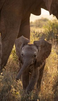 Niarra Travel Keith Ladzinski Sasaab Elephant
