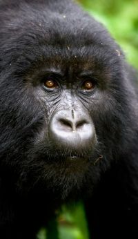 Virguna Lodge gorilla trekking 4