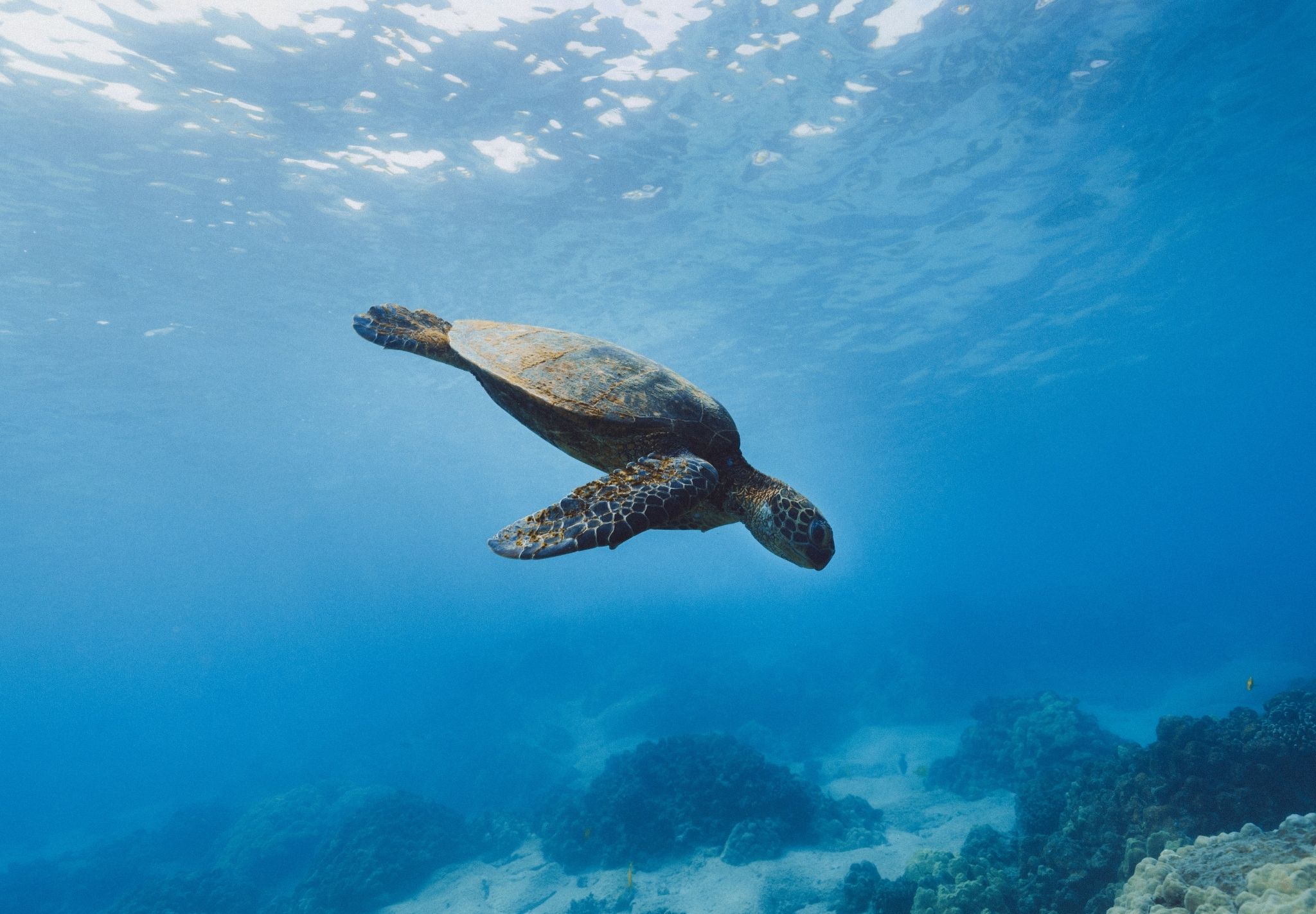 Galapagos 4