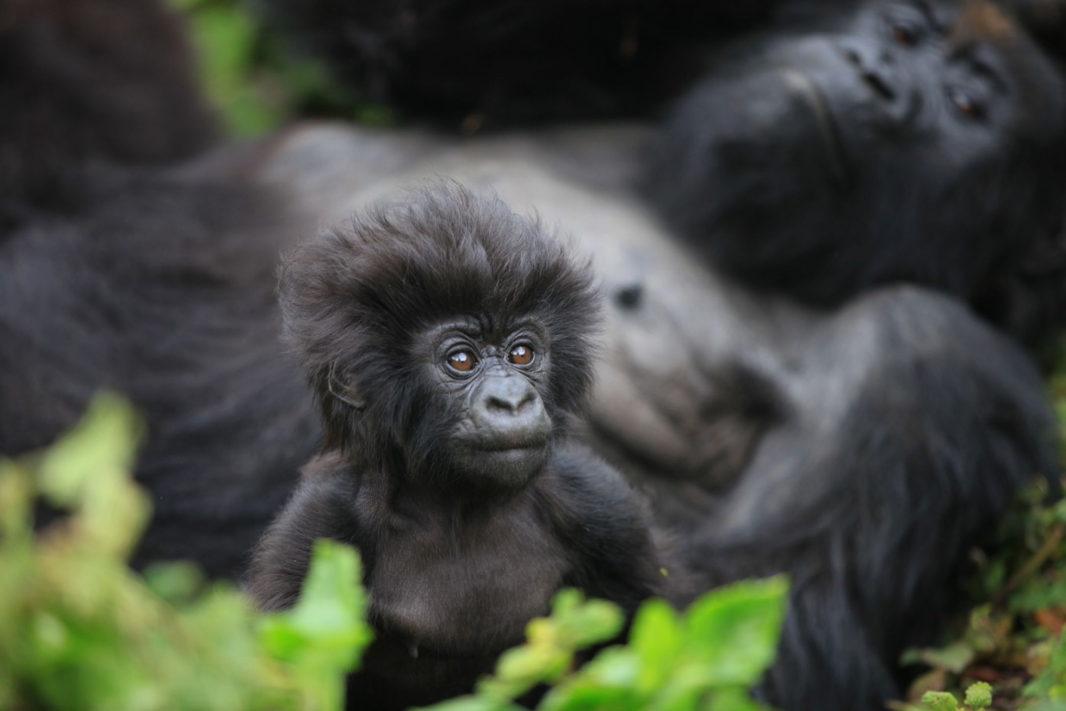 Gorilla Trekking Rwanda 7