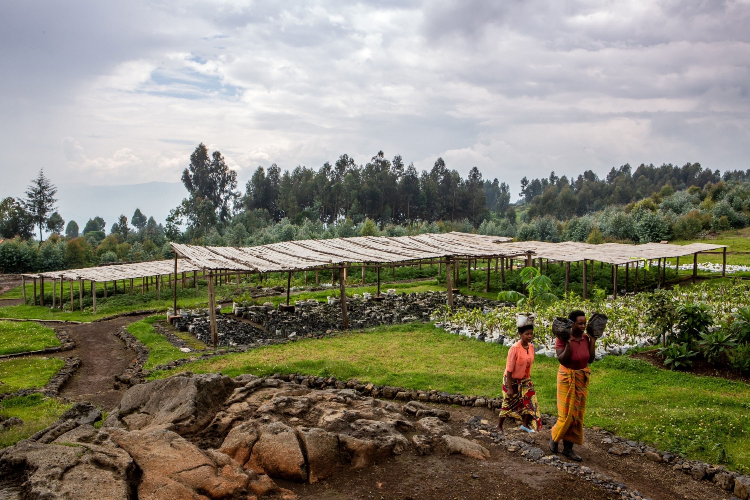 Singita Rwanda tree nursery